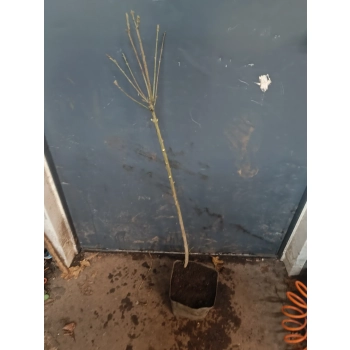 TRZMIELINA OSKRZYDLONA na pniu - sadzonki 70 / 90 cm